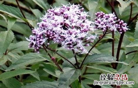 佩兰高产栽培技术 佩兰高产栽培技术研究