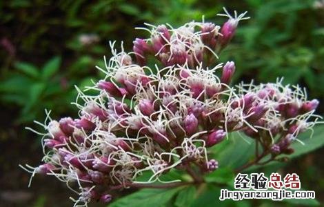 佩兰高产栽培技术 佩兰高产栽培技术研究