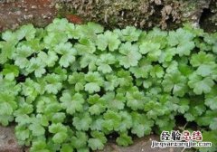 金钱草的营养价值