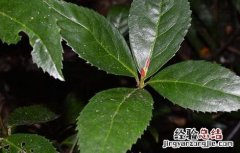 肿节风的效果怎么样 肿节风的种植技术