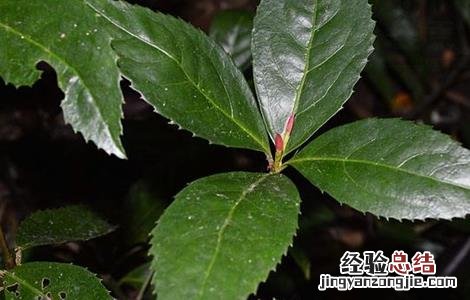 肿节风的效果怎么样 肿节风的种植技术
