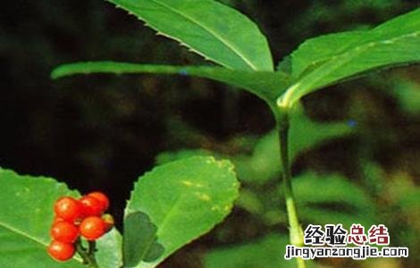 肿节风的效果怎么样 肿节风的种植技术