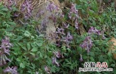 延胡索田间管理技术