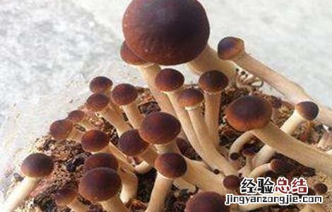 茶树菇的种植注意事项 茶树菇的种植注意事项和禁忌