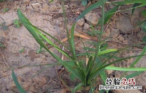 知母的收割方法 知母的田间管理技术