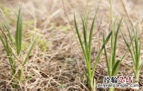 知母的收割方法 知母的田间管理技术
