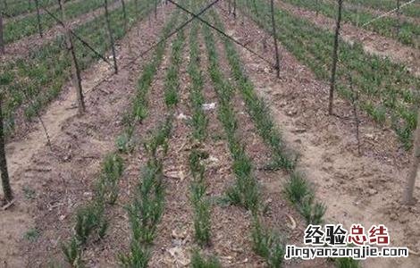 知母的收割方法 知母的田间管理技术