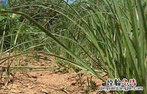 知母的收割方法 知母的田间管理技术
