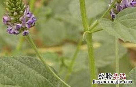 补骨脂的生长环境 补骨脂的栽培技术