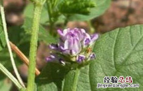 补骨脂的生长环境 补骨脂的栽培技术