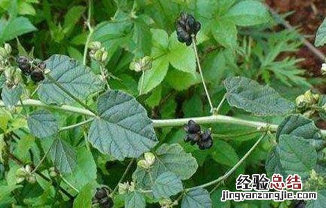 补骨脂的生长环境 补骨脂的栽培技术
