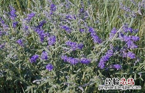 补骨脂的生长环境 补骨脂的栽培技术