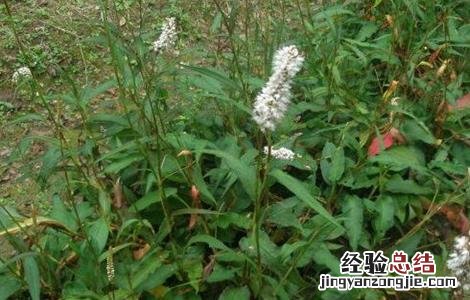 拳参怎么种植 拳参的栽培技术