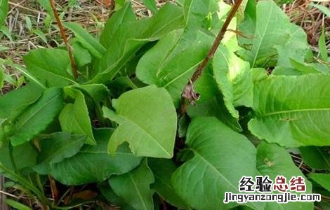 拳参怎么种植 拳参的栽培技术