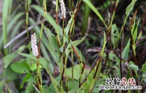 拳参怎么种植 拳参的栽培技术