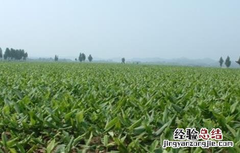 莪术的种植注意事项 莪术的种植条件