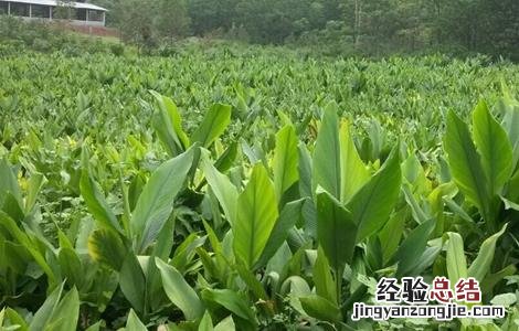 莪术的种植注意事项 莪术的种植条件