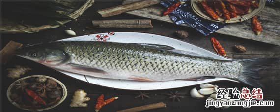 大板鲫长什么样 大板鲫是什么鲫鱼