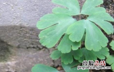 天葵子的种植技术视频 天葵子的种植技术
