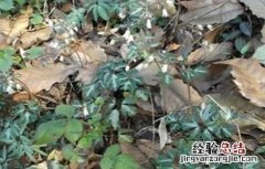天葵子的种植技术视频 天葵子的种植技术