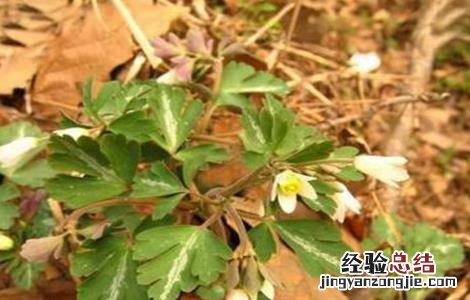 天葵子的种植技术视频 天葵子的种植技术