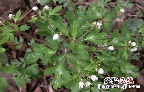 天葵子的种植技术视频 天葵子的种植技术