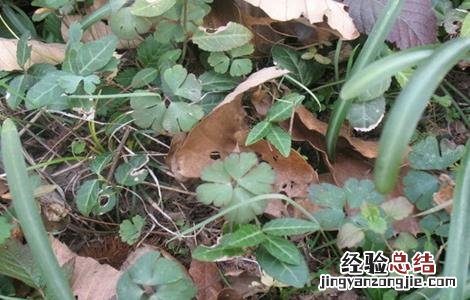 天葵子的种植技术视频 天葵子的种植技术