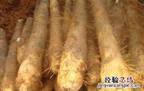 山药种植的关键要点 山药栽培技术要点