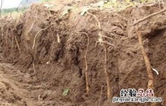 山药种植的关键要点 山药栽培技术要点