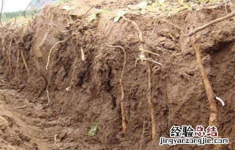 山药种植的关键要点 山药栽培技术要点