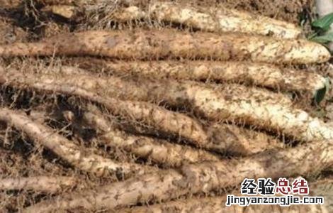 山药种植的关键要点 山药栽培技术要点