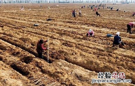 山药种植的关键要点 山药栽培技术要点