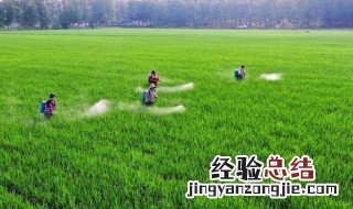 什么叫抗倒伏能力 抗倒伏能力与什么有关
