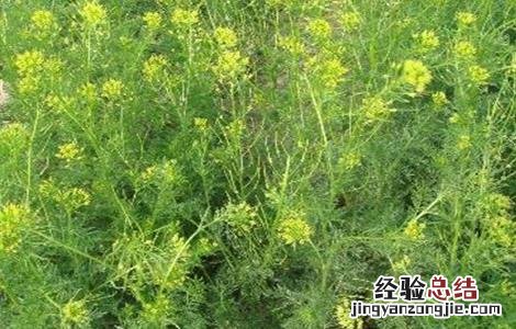 葶苈子的种植技术 葶苈子亩产量