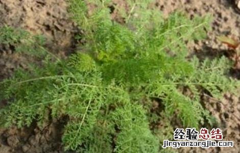 葶苈子的种植技术 葶苈子亩产量