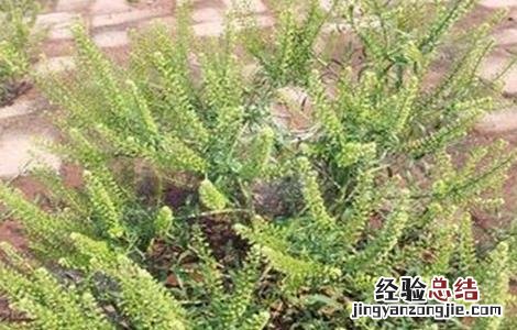 葶苈子的种植技术 葶苈子亩产量
