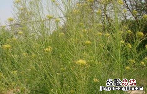 葶苈子的种植技术 葶苈子亩产量