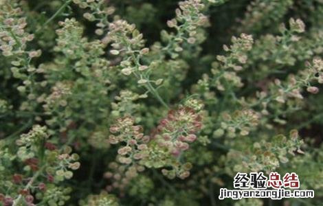 葶苈子的种植技术 葶苈子亩产量