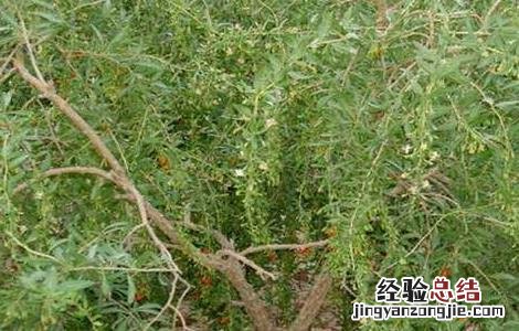 地骨皮种植技术与效益 地骨皮的种植技术