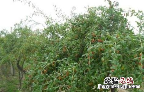 地骨皮种植技术与效益 地骨皮的种植技术