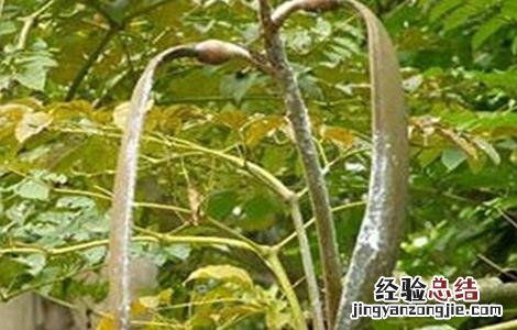 木蝴蝶种植基地 木蝴蝶的种植技术