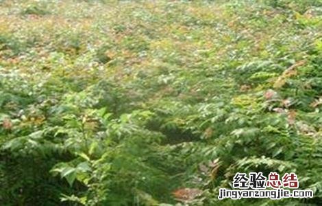 木蝴蝶种植基地 木蝴蝶的种植技术