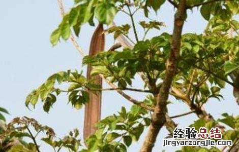 木蝴蝶种植基地 木蝴蝶的种植技术