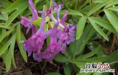 元胡的种植方法