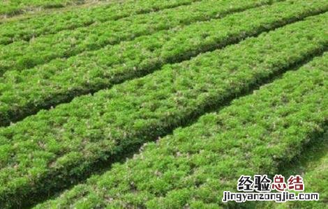 元胡的种植方法