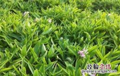 元胡的种植方法