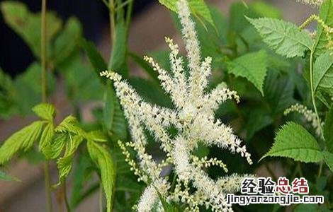 升麻种植技术及效益 如何提高升麻的产量