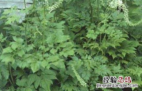升麻种植技术及效益 如何提高升麻的产量