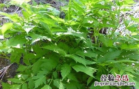 升麻种植技术及效益 如何提高升麻的产量