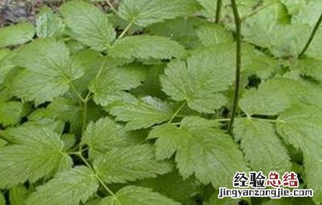 升麻种植技术及效益 如何提高升麻的产量
